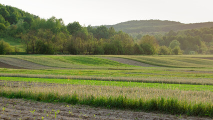 The beautiful sunny hill bordered by forest