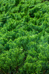 background[tree]_16