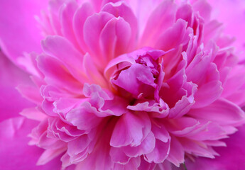 Pink peony flower close up as a background.Summer floral concept for design.Selective focus.