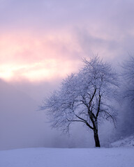 Tree in winter fog, Dovje, Slovenia