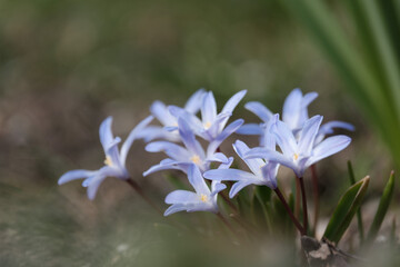 Blue garden flowers in spring