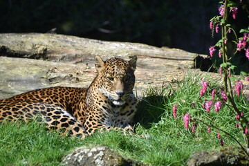 Beautiful Sri Lamkan leopard amongst spring blossom