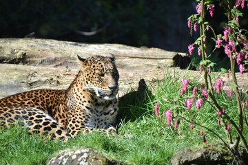Beautiful Sri Lamkan leopard amongst spring blossom