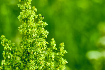 beautiful fluffy green bush. blur background. color
