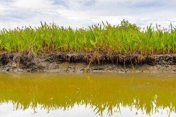 Obraz premium It's Nature of a river in Trinidad and Tobago, South America