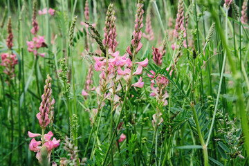 Vibrant summer meadow with pink flowers on a sunny day. Natural landscape in the summer time.