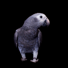 Fototapeta premium Timneh African Grey Parrot isolated on black