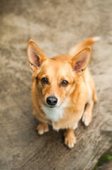 Cute red puppy without leash sitting near owner on street sidewalk. Walking dog, pet. The concept of helping homeless animals