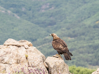 Aguila real​ (Aquila chrysaetos)