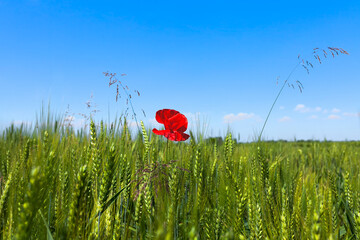 One bright red poppy in the middle of young wheat field with blue sky on a summer day