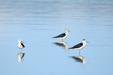 Black-winged stilt in water