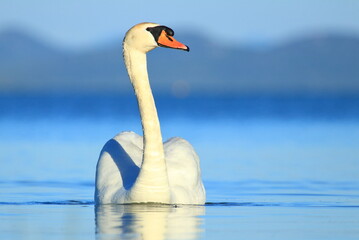 Fototapeta na wymiar Swan on the lake, Vrana Lake, Croatia