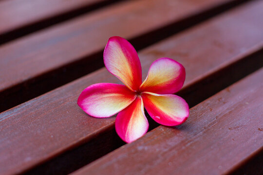 Tree Plumeria, Frangipani. Frangipani flowers on a wooden planks