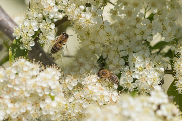 Kwiaty czarnego bzu oblatywane przez owady. © boguslavus