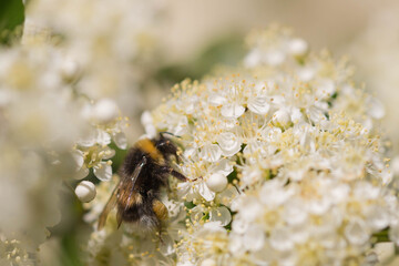 Kwiaty czarnego bzu oblatywane przez owady. © boguslavus