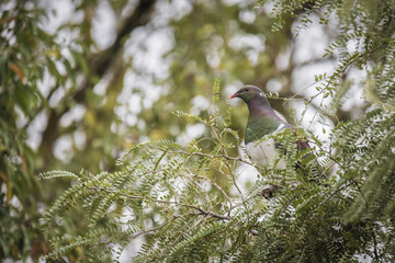 pigeon