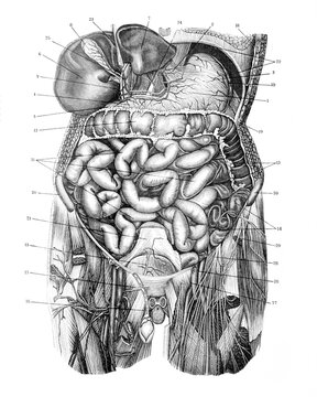 Anatomy stomach and intestine of human body / digestive system with colon and intestine / Illustration from Brockhaus Konversations-Lexikon 1908
