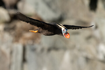 Tufted puffin seabird flying, Kamchatka peninsula, Russia  