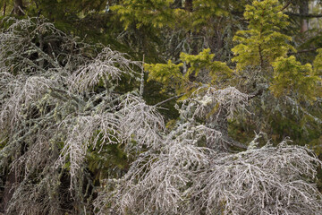 Lichens attack young trees