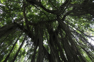 Banian dans la forêt des singes d'Ubud à Bali, Indonésie