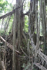 Banian dans la forêt des singes d'Ubud à Bali, Indonésie