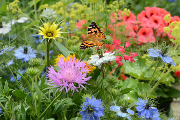 Schmetterling 683 © K.-U. Häßler