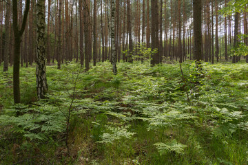 Leśne paprocie. © boguslavus