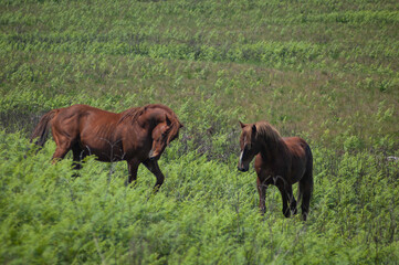 Two stallions in a green grass field