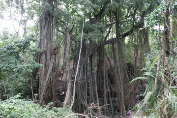 Banian, forêt des singes d'Ubud à Bali, Indonésie	
