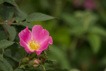 Fototapeta na wymiar Kwiat dzikiej róży.