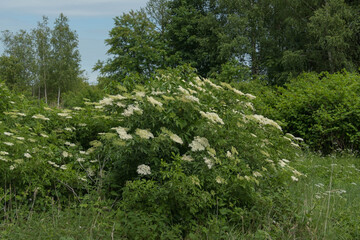 Kwiaty czarnego bzu.