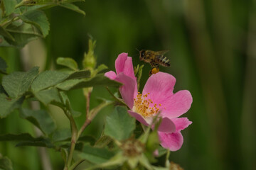 Owady zbierające nektar z kwiatów dzikiej róży. - obrazy, fototapety, plakaty