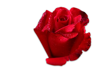 red rose bouquet isolated on white background