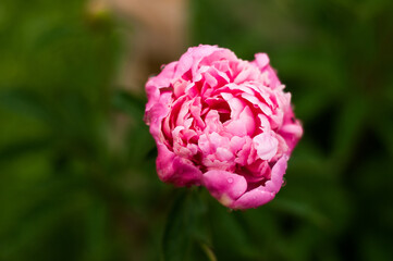 pink peony flower after rain