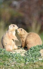 Cute and funny prairie dogs at the zoo