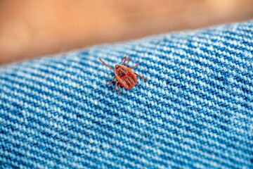 A dangerous parasite and infection carrier mite