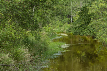 Fototapeta na wymiar Rzeka Czerna płynąca przez las.