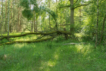 Przewrócone drzewo w lesie. - obrazy, fototapety, plakaty