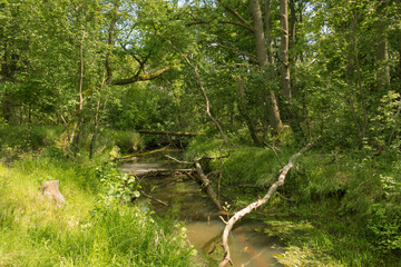 Rzeka Czerna płynąca przez las.