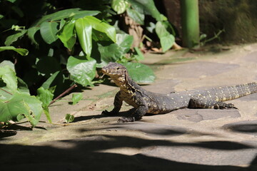 Varan sauvage à Bali, Indonésie