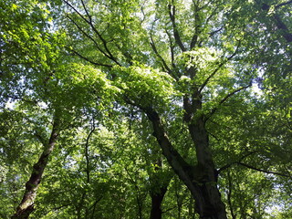 Słoneczny dzień w parku. © WalDec