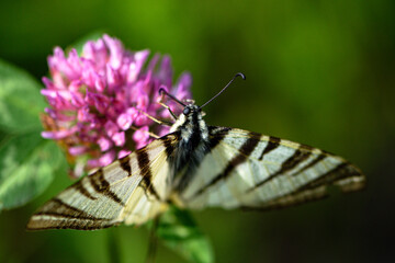 A large beautiful butterfly sits on a clover flower, close-up. The podalirius butterfly pollinates wildflowers. Insects of the fields.