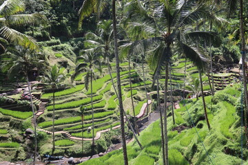 Rizières à Bali, Indonésie
