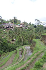 Rizi&egrave;res &agrave; Bali, Indon&eacute;sie