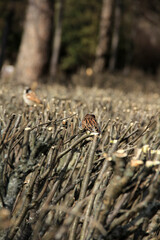 spring sparrow