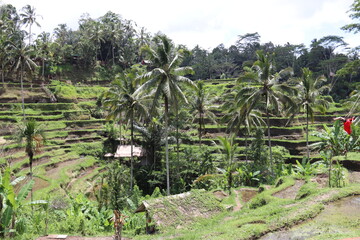 Fototapeta na wymiar Rizières à Bali, Indonésie