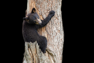 Baby Black Bear with a black background