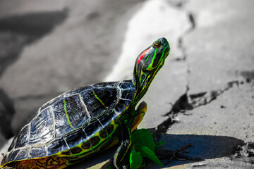 Trachemys or Yellow-bellied Turtle in a swamp close-up. Reptiles.
