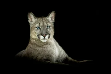 Fotobehang Puma with a black background © AB Photography