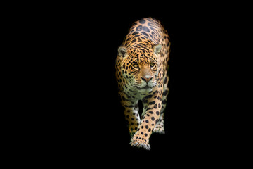Obraz premium Jaguar with a black background